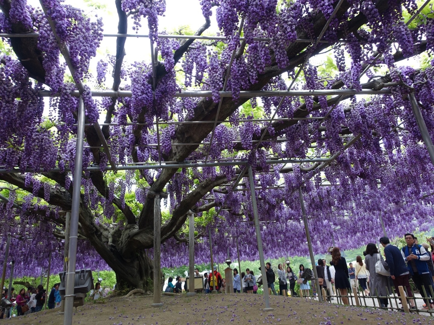 Visit Ashikaga 2021 Travel Guide for Ashikaga, Tochigi Prefecture Expedia