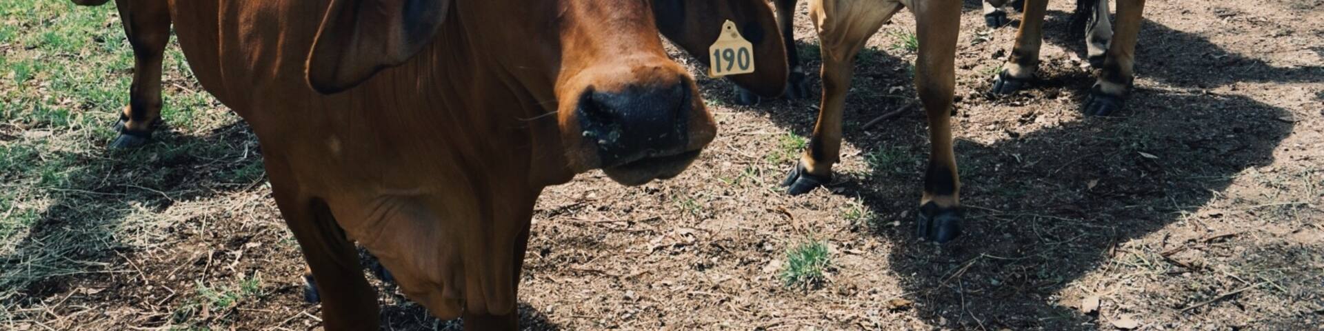 Stopped off en route to Byron Bay and has a look (and a pat) at these beauties. They were so friendly, the little ones even came out of their gate to stand next to us and eat #cows #australia #rural #roadtrip