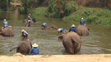 Elephants was bathing at Thai Elephants Conservation Center, Lampang province in northern of Thailand 