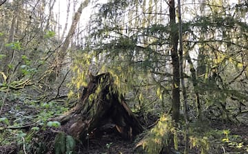 Forest Park, Portland, Oregon, United States of America