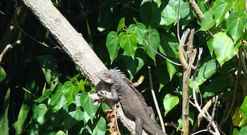 Saw this guy sunning himself next to the pool.