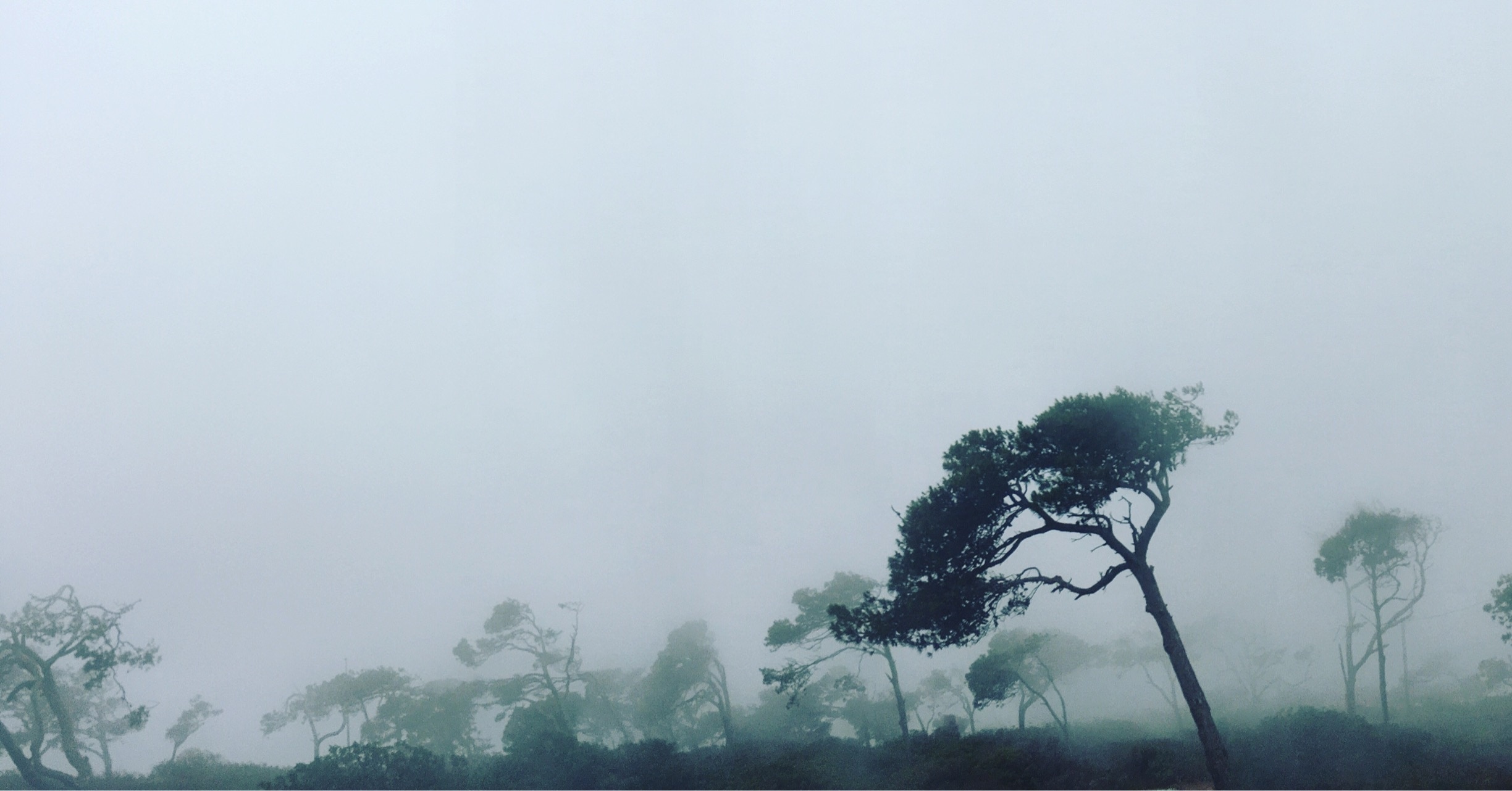 A #foggy day again.. #nature 