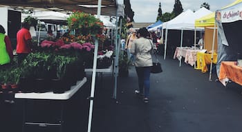 Farmer market open only every Thursday 