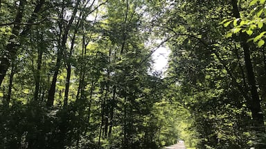 I couldn’t help but stop to take a picture of this gorgeous canopy of trees shading the road near Kemil Beach in Indiana Dunes National Park.