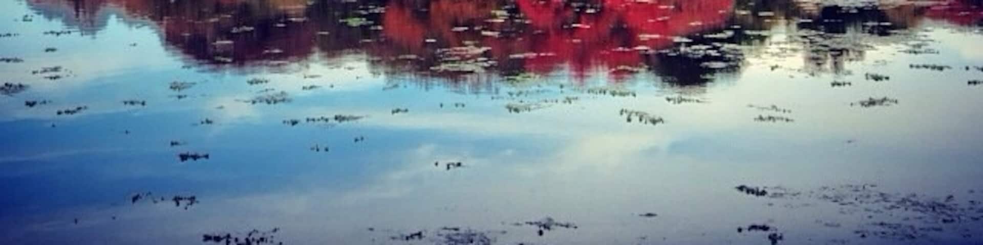 #localgem Massapequa Preserve for a nice nature walk on the south shore of Long Island