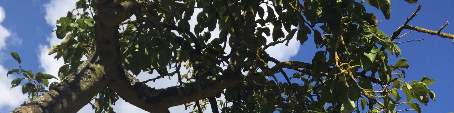 The vines are ready to be harvested