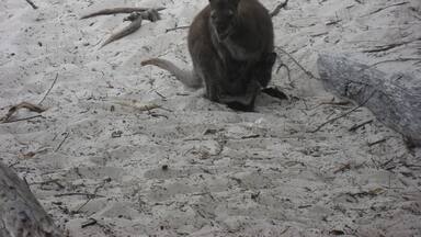 White Beach, Tasmania

We spotted a wild kangaroo and a baby in its pouch next to the sign not to feed the wildlife because it can:
- turn an animal into a pest
- cause the animal to become sick and die
- result in an animal injuring you

#LifeAtExpedia #wildlife