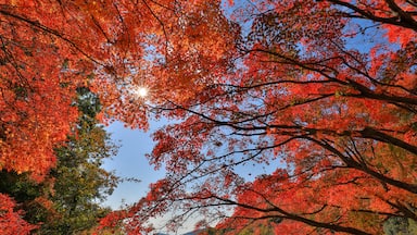 Kankakefori's Autumn leaves are big attraction at Shodoshima and tourists could come up to high level by ropeway.  