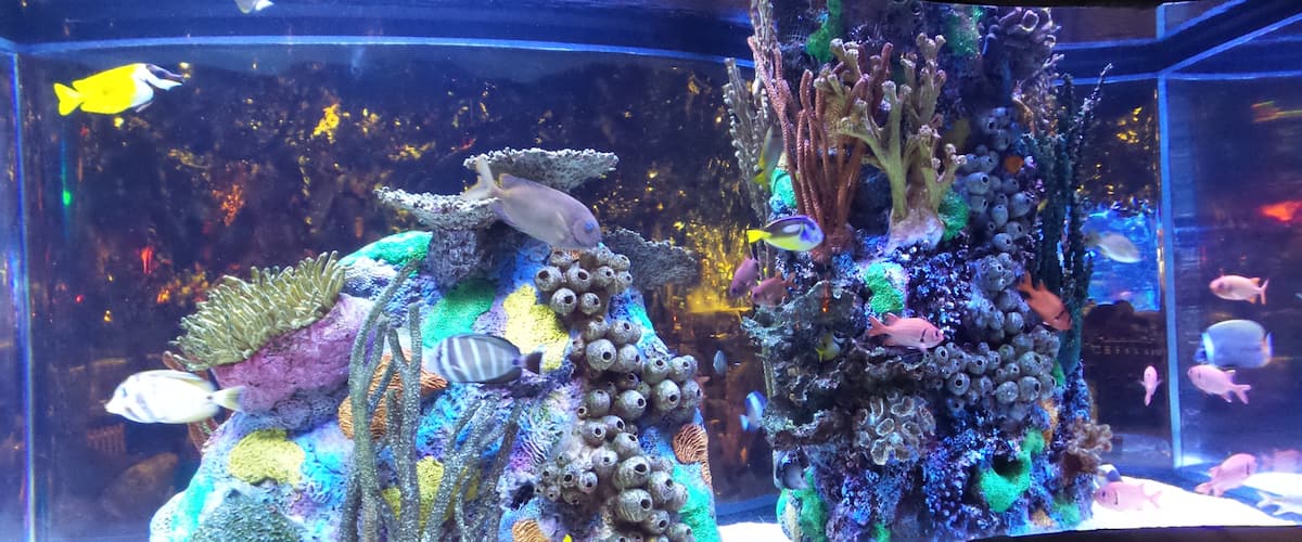 Fish Tank