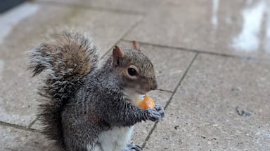Do squirrels like orange segments? Apparently so, it kept this one from stealing the feed out for the pheasants 😂 #squirrel #centerparcs #LifeAtExpedia