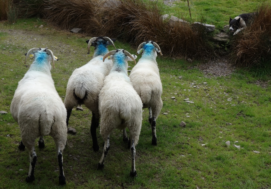 Dog: "I keep an eye on you girls!"
In Ireland, sheep herding with border collies is very popular.
(In the fall the stalks are released between the ewes. Every ewe that is covered is marked with a colour.) #Culture