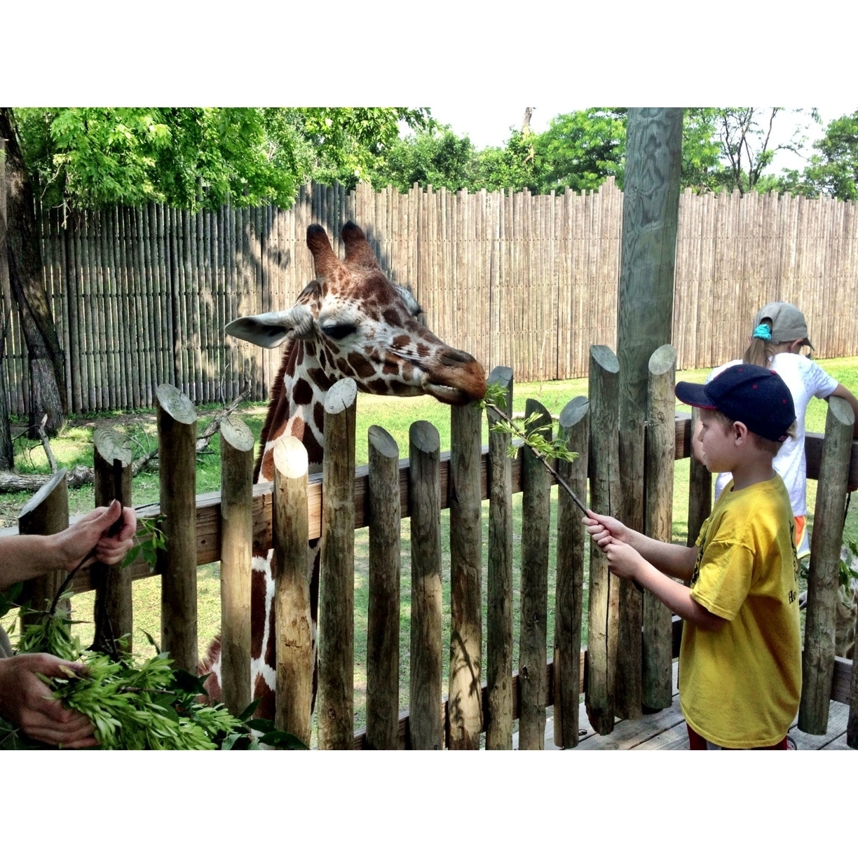 Guests can feed the giraffes in the African exhibit at the Great Plains Zoo.