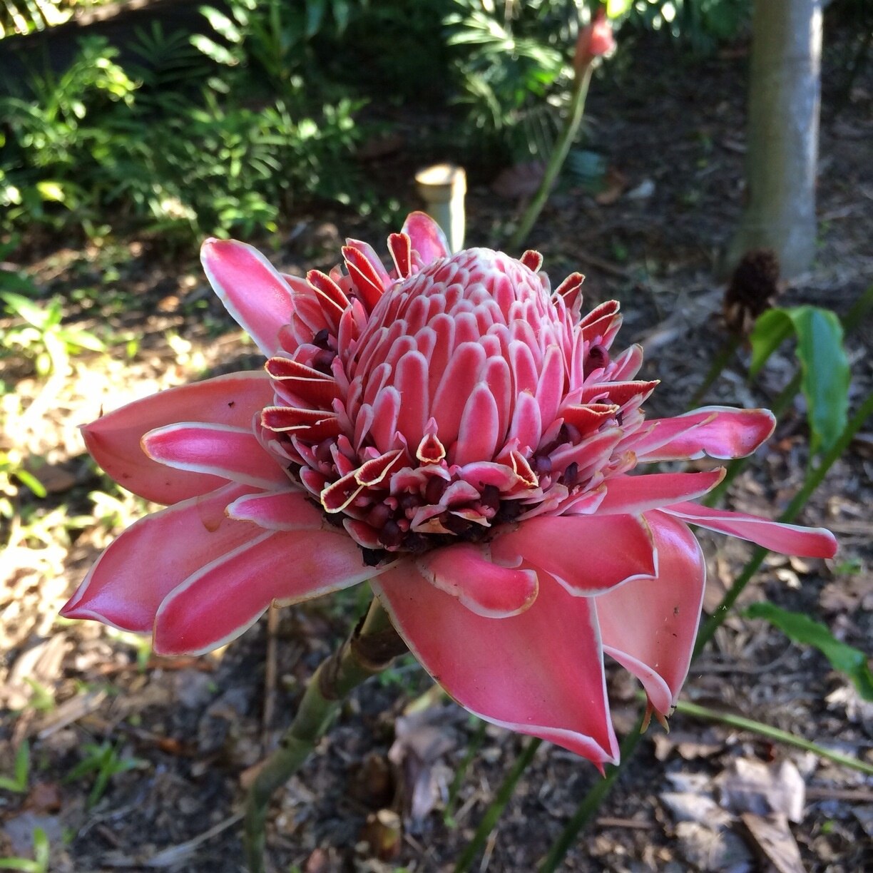 Edge Hill, Cairns, Queensland, Australie