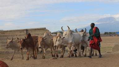 Quite a treck out of the city and into the Masai tribal lands, but worth the long dala ride. Don't miss this cultural center that also houses some of the more deadly residents of Tanzania, such as the black mamba.