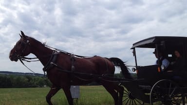 On the outskirts of Dundee you'll find a large community of Mennonites. Pass thru early Sunday afternoon, you are bound to see the post church horse and buggy families on the way home. 