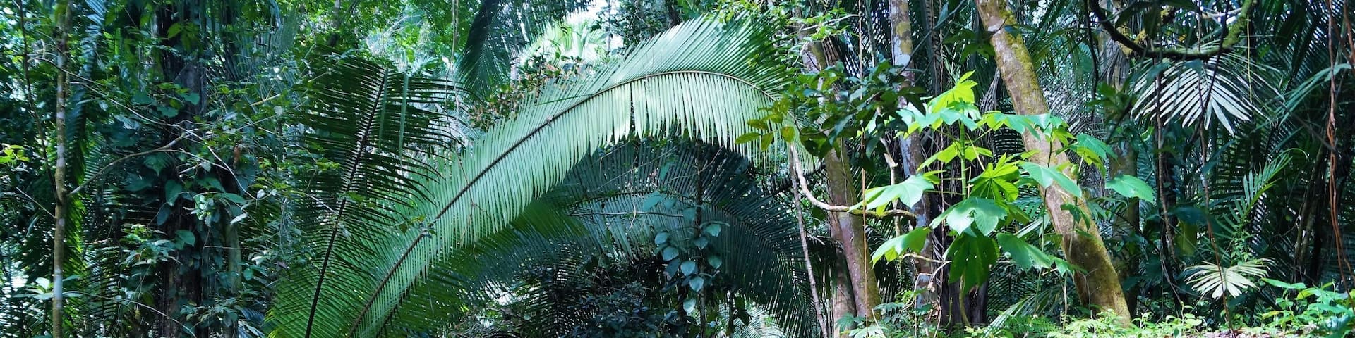Somewhere deep in the jungle on the way to the Jaguar Wildlife sanctuary you can find this plane wreck