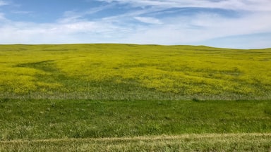 Fields of vibrant yellow wildflowers for miles as you drive HWY 85 in South Dakota. 