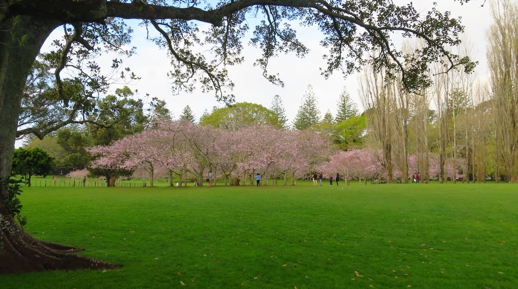 Cornwall Park, Auckland, Auckland Region, New Zealand