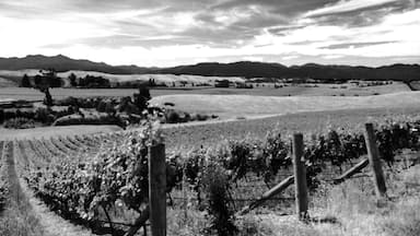 Auntsfield  vineyard. Oldest winery in Marlborough. Award wining Sauvignon blanc plus loads of history. You need to book a time to visit and enjoy the beauty 