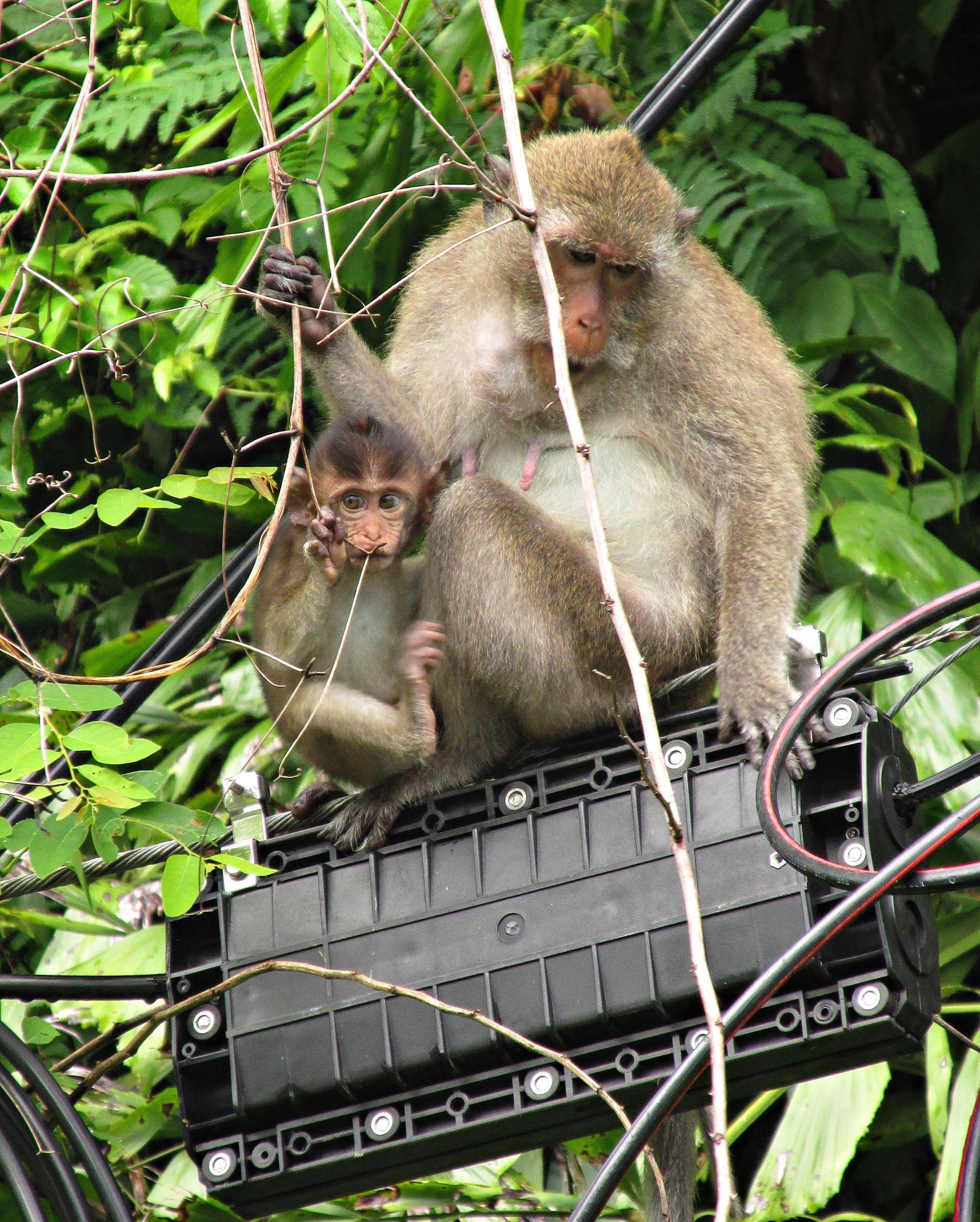 It's a ten minute walk from the village of Lonely Beach to the actual beach, and it's where the jungle meets the road.  The power lines here are often filled with macaques at play and looking for easy food.

#thailand  #kohchang #captivatingcreatures