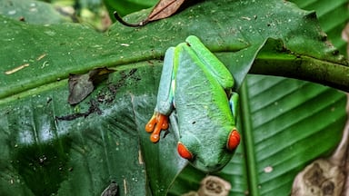 Red-eyed tree frog... near Tenorio Volcano National Park in Costa Rica... #LifeAtExpedia 