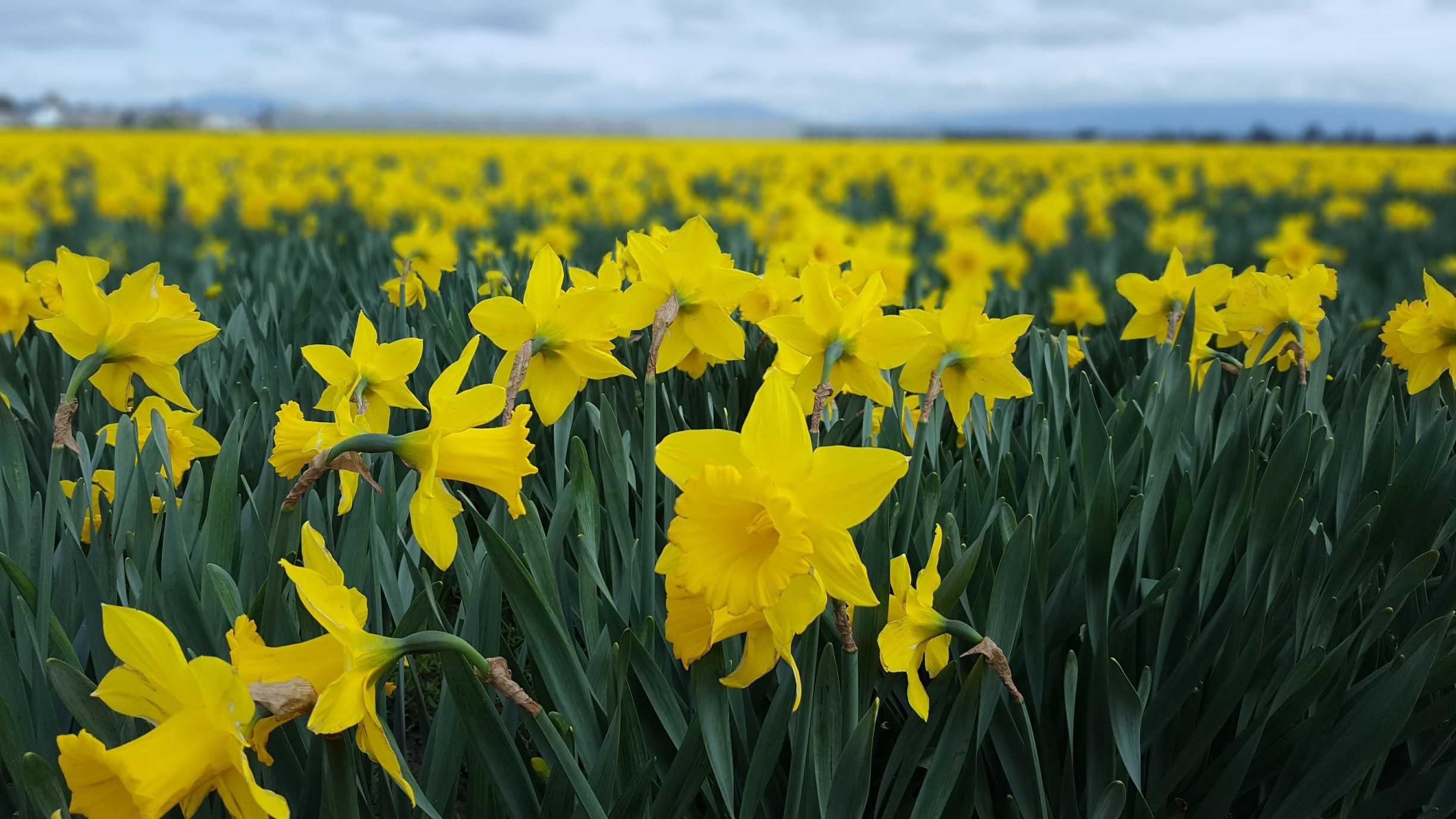You know it's officially Spring when the sprawling daffodil and tulip fields in Mount Vernon, WA are blooming. Go early to avoid crowds, and if it's a nice day, rent a bike rather than drive between sites!

#Green #LifeatExpedia