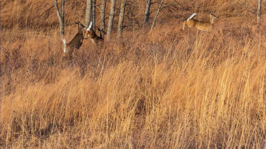 Always a good place to see wildlife.