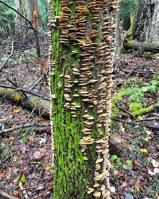 Nice trails other than muddy spots, but then it was raining. Also, looking for a super large tree that we didn’t see.