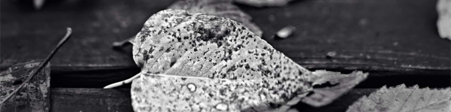 The path around the cafe is so beautiful come autumn.