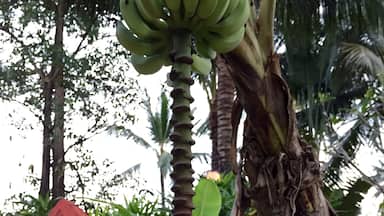 Banana blossom 