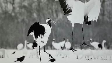 The action in the snow is something to catch with these cranes dancing around. #snow #cranes #animals