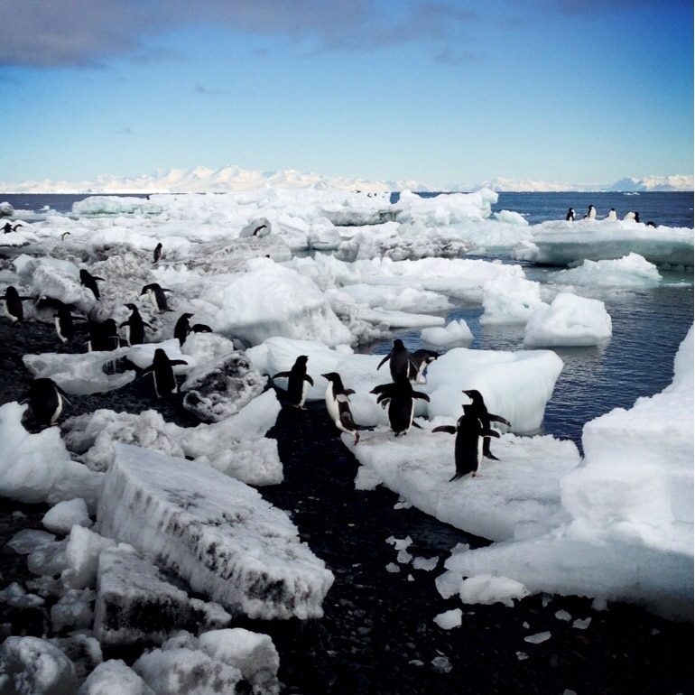 南極大陸観光ガイド～定番人気スポットを参考に自分にピッタリの観光 
