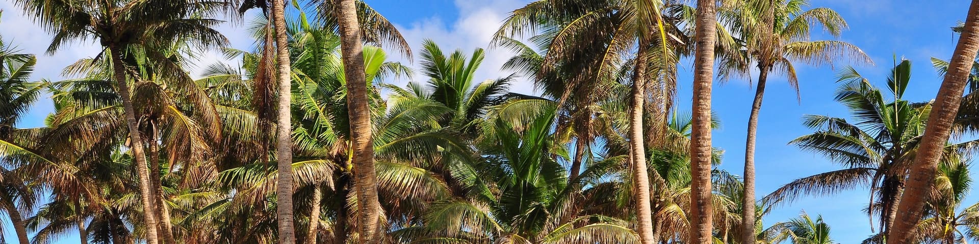 Coconut Palms at Asan, Guam
#AquaTrove
Nikon D90, Nikkor 12-24mm 1:4 G ED SWM
#Beachtips