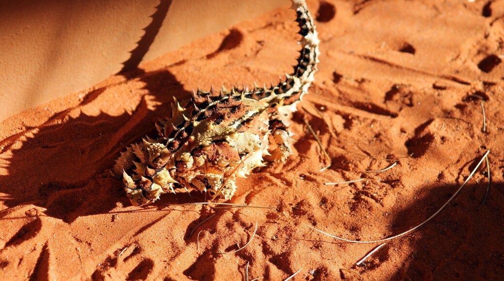 Alice Springs Reptile Centre, Alice Springs, Northern Territory, Australia