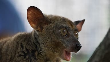 Bush Babies are so adorably cute.  They remind me of Australian possums, but are actually a type of lemur.  They also live in cities and like to jump onto the tin roofs and then climb into the ceiling.  They sound like babies screaming when they call, hence the name.  Their fur is super soft, even if it is covered in their own urine...
Cheetah's Rock is a refuge for these and many other critters.  It is only open 3 afternoons a week, so the animals are not stressed.  You are given a tiny amount of food to feed them.  Everyone sits around the edge of their enclosure, so they come to you.  They jump from person to person and interact as they want to.  They can remove themselves from the area if they are stressed, afraid or just over it.