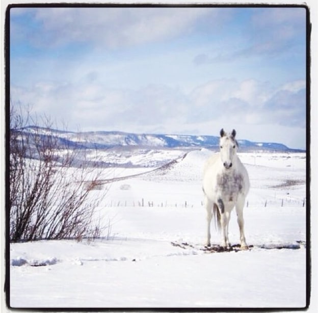 Tampa, Colorado horse off Highway 131