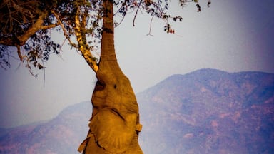 Boswell, the elephant that has adapted to find food by standing up when there is a shortage in the dry season. #adventure #zimbabweoriginal  #eatorbeeaten