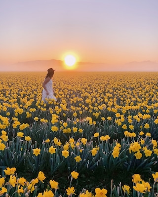 One more shot from the daffodil fields. Watching the sun rise above the sea of flowers is pretty magical. On the bloom map, this field is #11.