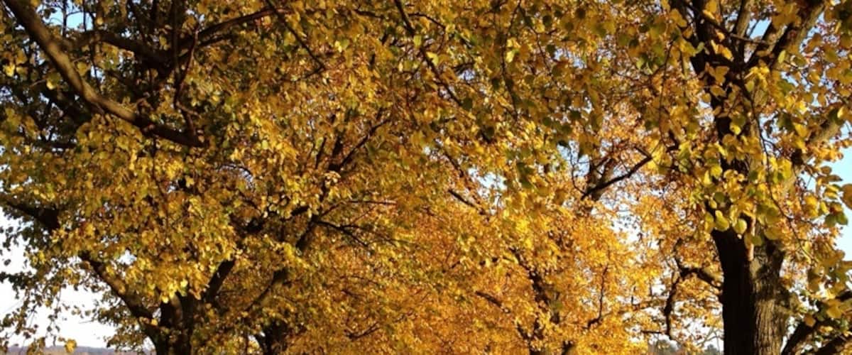 Beautiful way full with linden trees westwards of Beichlingen (close to the  white Rock). A must see during the fall.