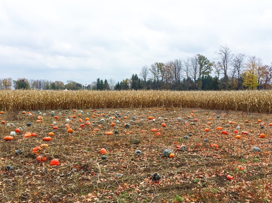 Pumpkin Farm ✨