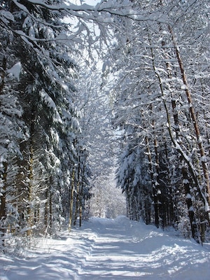 Winterwonderland in the forest around Rafz in the canton of Zurich in Switzerland.
#snow