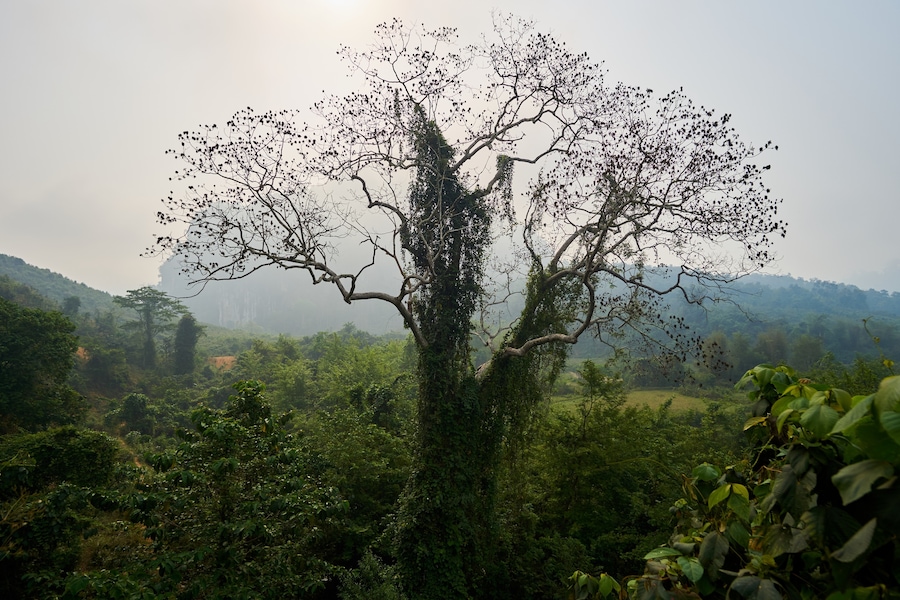 Hiking in Muang Ngoy, Laos #Green #lifeatexpedia