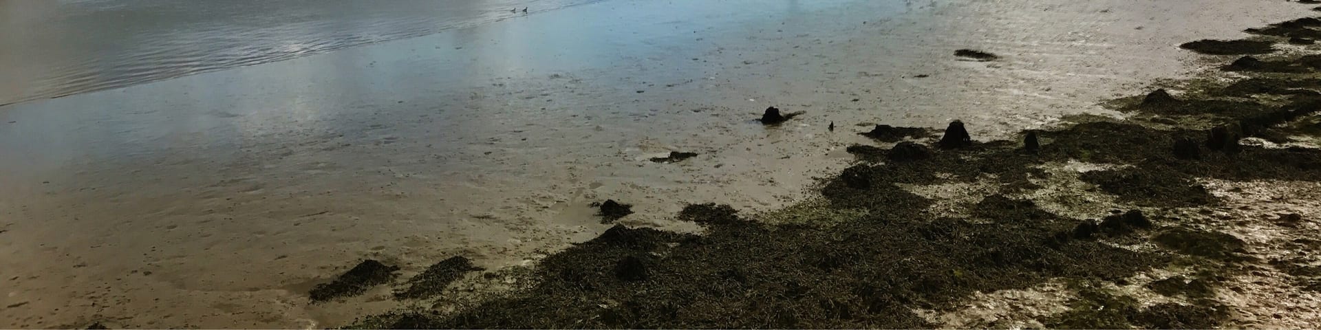 Looking towards Orford Ness from the river bank.