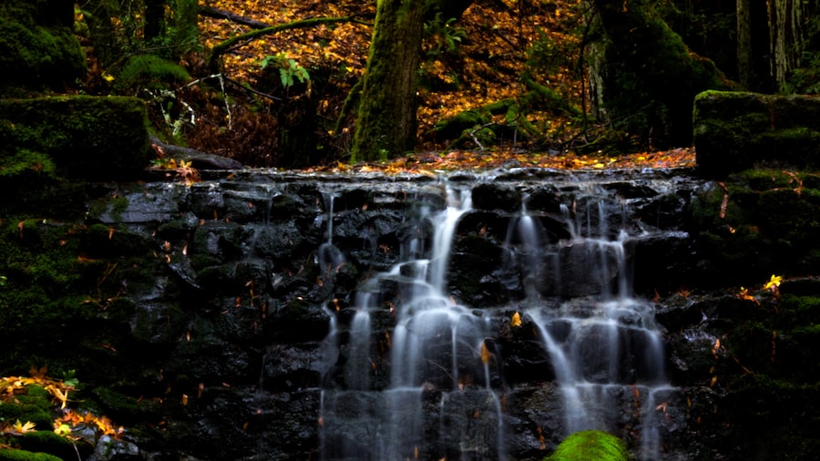 this is actually bill williams gulch, about a quarter mile from phoenix lake in ross, california. the dense redwood forest and waterfalls make this place feel literally magical.