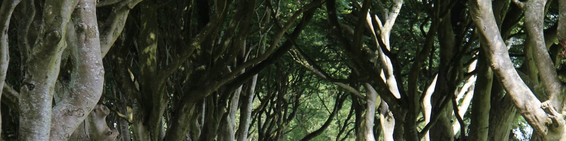 The dark hedges