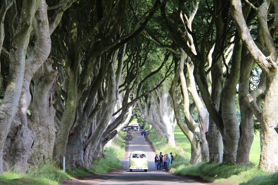 The dark hedges