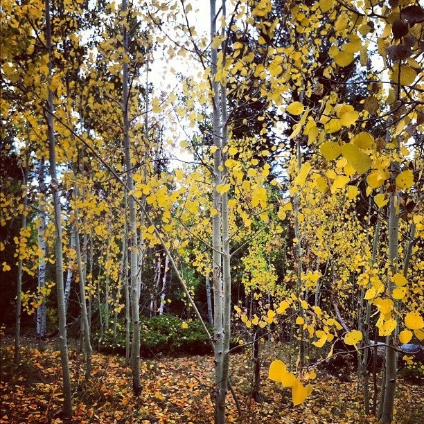 #fall is coming #trees #leaves #yellow #autumn #colorado  #roadtrip #hiking http://instagr.am/p/PpwAOFNwMQ/
