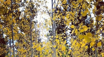 #fall is coming #trees #leaves #yellow #autumn #colorado  #roadtrip #hiking http://instagr.am/p/PpwAOFNwMQ/