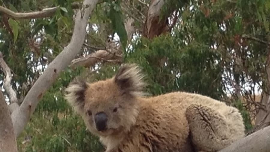 Great Ocean Road Wildlife Park