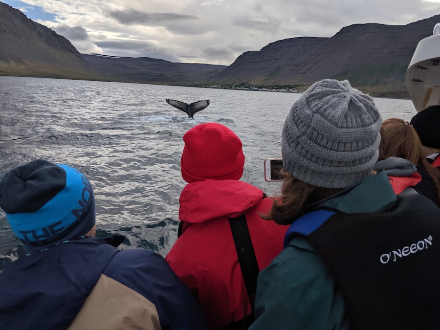 A fishing and whale watching boat tour that lasted about an hour in a bay near a small Icelandic fishing down. Humpback whale, got within about 60 feet of it. #Adventure